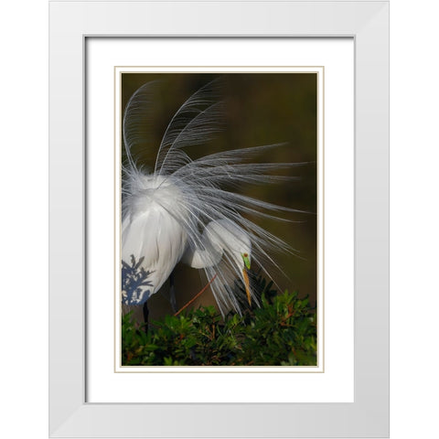 Great egret in courtship display in full breeding plumage-Venice rookery-Venice-Florida White Modern Wood Framed Art Print with Double Matting by Jones, Adam