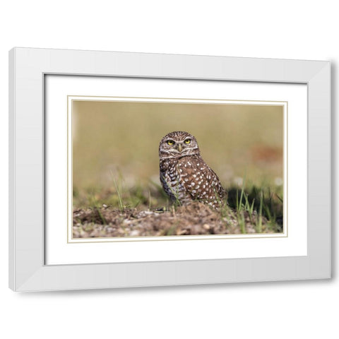 Burrowing owl-Cape Coral-Florida White Modern Wood Framed Art Print with Double Matting by Jones, Adam
