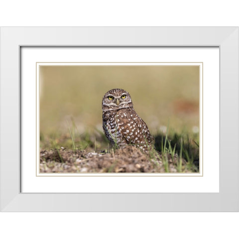Burrowing owl-Cape Coral-Florida White Modern Wood Framed Art Print with Double Matting by Jones, Adam