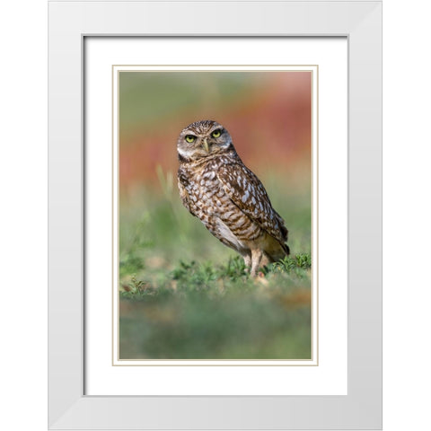 Burrowing owl-Cape Coral-Florida White Modern Wood Framed Art Print with Double Matting by Jones, Adam