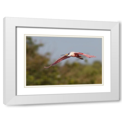 Roseate spoonbill flying-Stick Marsh-Florida White Modern Wood Framed Art Print with Double Matting by Jones, Adam