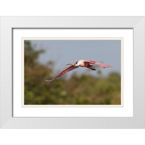 Roseate spoonbill flying-Stick Marsh-Florida White Modern Wood Framed Art Print with Double Matting by Jones, Adam
