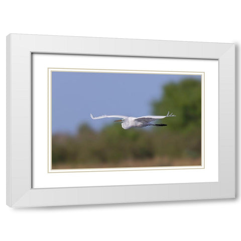Great Egret flying Stick Marsh-Florida White Modern Wood Framed Art Print with Double Matting by Jones, Adam