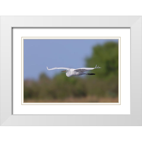 Great Egret flying Stick Marsh-Florida White Modern Wood Framed Art Print with Double Matting by Jones, Adam