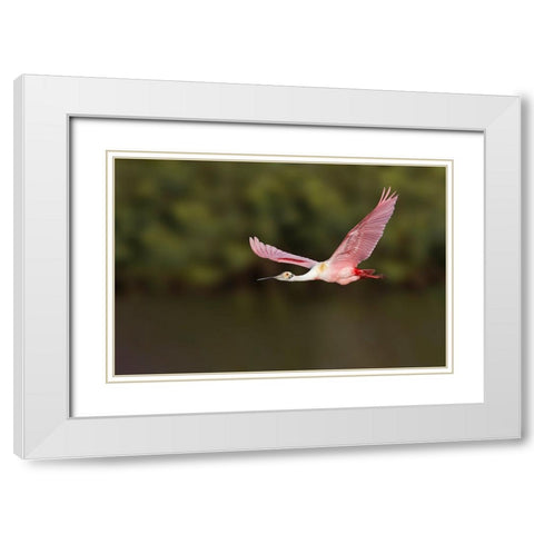 Roseate spoonbill flying-Stick Marsh-Florida White Modern Wood Framed Art Print with Double Matting by Jones, Adam