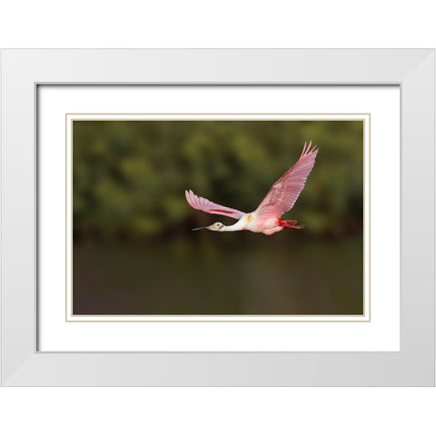 Roseate spoonbill flying-Stick Marsh-Florida White Modern Wood Framed Art Print with Double Matting by Jones, Adam