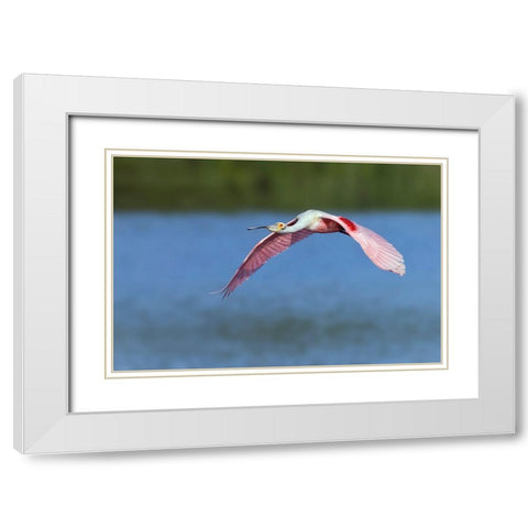 Roseate spoonbill flying-Stick Marsh-Florida White Modern Wood Framed Art Print with Double Matting by Jones, Adam