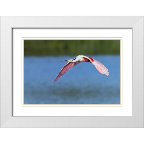 Roseate spoonbill flying-Stick Marsh-Florida White Modern Wood Framed Art Print with Double Matting by Jones, Adam