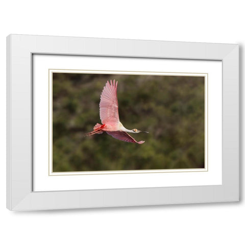 Roseate spoonbill flying-Stick Marsh-Florida White Modern Wood Framed Art Print with Double Matting by Jones, Adam