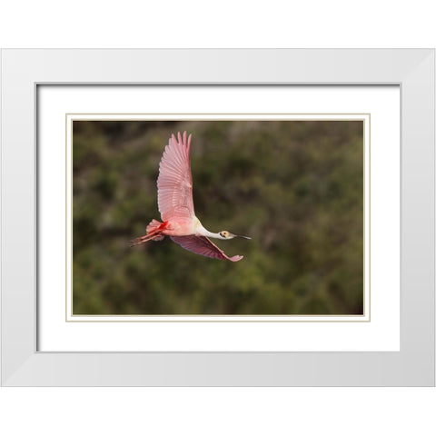 Roseate spoonbill flying-Stick Marsh-Florida White Modern Wood Framed Art Print with Double Matting by Jones, Adam