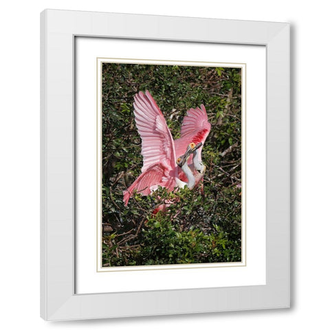 Roseate spoonbills fighting over nesting territory in rookery-Stick Marsh-Florida White Modern Wood Framed Art Print with Double Matting by Jones, Adam
