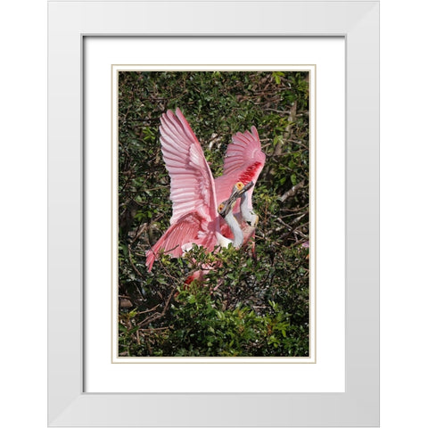 Roseate spoonbills fighting over nesting territory in rookery-Stick Marsh-Florida White Modern Wood Framed Art Print with Double Matting by Jones, Adam