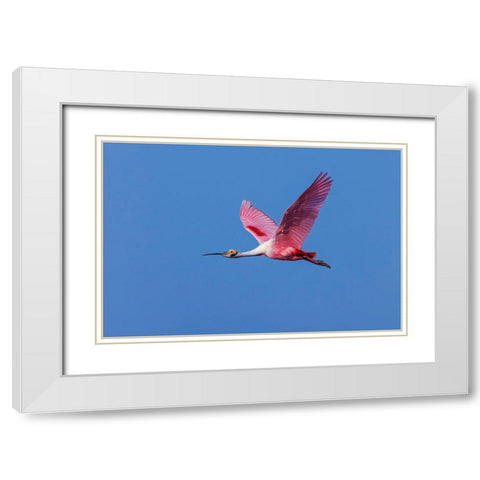 Roseate spoonbill flying-Stick Marsh-Florida White Modern Wood Framed Art Print with Double Matting by Jones, Adam