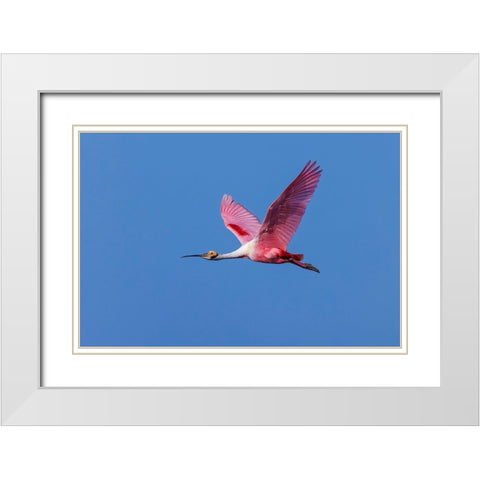Roseate spoonbill flying-Stick Marsh-Florida White Modern Wood Framed Art Print with Double Matting by Jones, Adam
