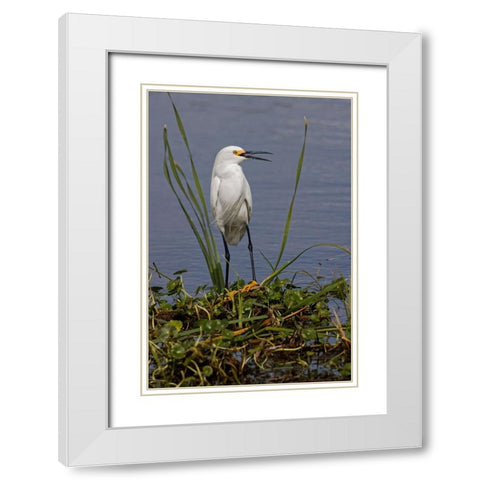 Snowy Egret-Stick Marsh-Florida White Modern Wood Framed Art Print with Double Matting by Jones, Adam