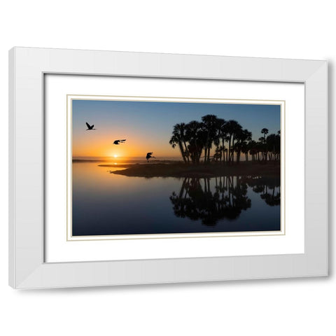 Sable palms silhouetted at sunrise on the Econlockhatchee River White Modern Wood Framed Art Print with Double Matting by Jones, Adam