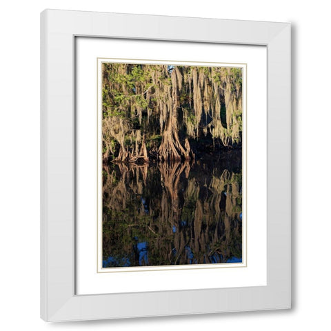 Cypress tree draped in Spanish moss along the Econlockhatchee River White Modern Wood Framed Art Print with Double Matting by Jones, Adam