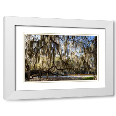 Oak tree draped in Spanish moss along the Econlockhatchee River White Modern Wood Framed Art Print with Double Matting by Jones, Adam