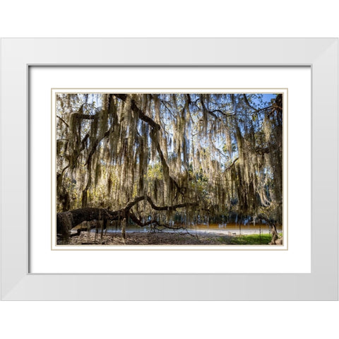 Oak tree draped in Spanish moss along the Econlockhatchee River White Modern Wood Framed Art Print with Double Matting by Jones, Adam
