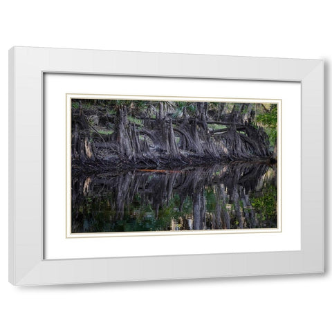 Cypress knees along-Econlockhatchee River-a blackwater tributary of the St Johns River White Modern Wood Framed Art Print with Double Matting by Jones, Adam