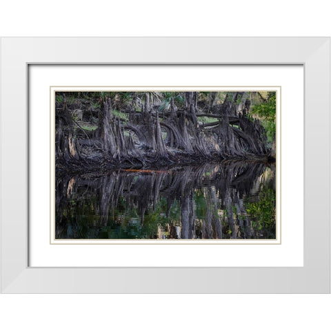 Cypress knees along-Econlockhatchee River-a blackwater tributary of the St Johns River White Modern Wood Framed Art Print with Double Matting by Jones, Adam