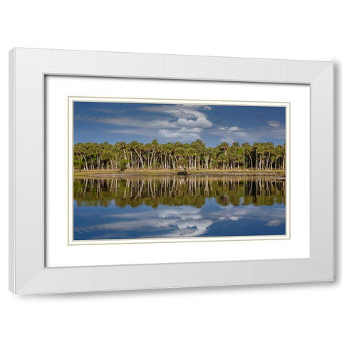 Sable palms reflected on the Econlockhatchee River-a blackwater tributary of the St Johns River White Modern Wood Framed Art Print with Double Matting by Jones, Adam