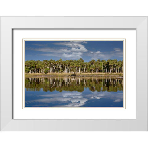 Sable palms reflected on the Econlockhatchee River-a blackwater tributary of the St Johns River White Modern Wood Framed Art Print with Double Matting by Jones, Adam
