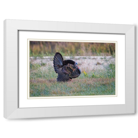 Osceola turkey-near Stick Marsh-Florida White Modern Wood Framed Art Print with Double Matting by Jones, Adam