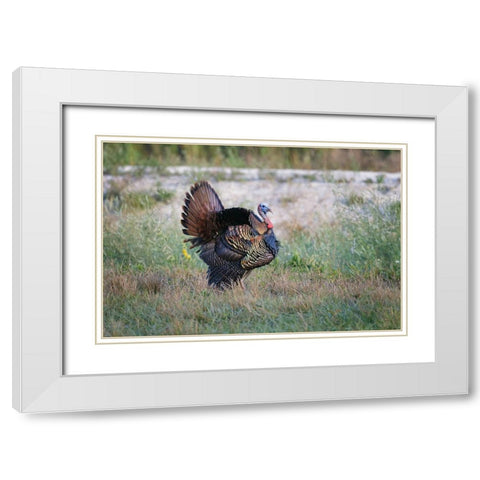 Osceola turkey-near Stick Marsh-Florida White Modern Wood Framed Art Print with Double Matting by Jones, Adam
