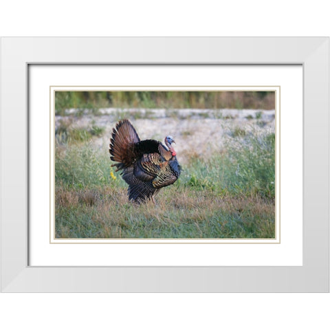 Osceola turkey-near Stick Marsh-Florida White Modern Wood Framed Art Print with Double Matting by Jones, Adam