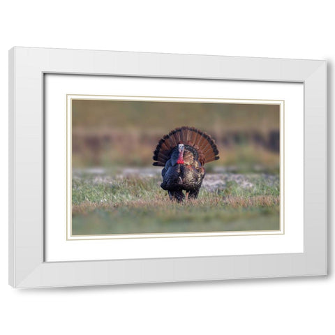 Osceola turkey-near Stick Marsh-Florida White Modern Wood Framed Art Print with Double Matting by Jones, Adam