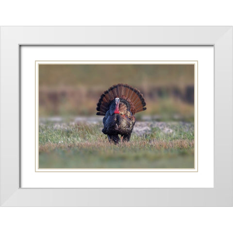 Osceola turkey-near Stick Marsh-Florida White Modern Wood Framed Art Print with Double Matting by Jones, Adam