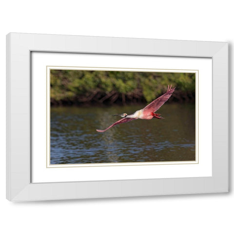 Roseate spoonbill flying-Stick Marsh-Florida White Modern Wood Framed Art Print with Double Matting by Jones, Adam