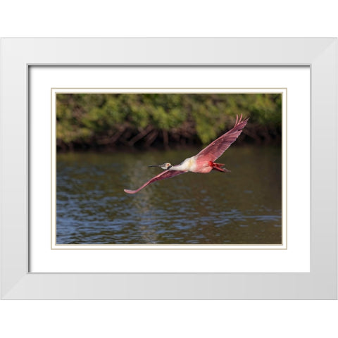 Roseate spoonbill flying-Stick Marsh-Florida White Modern Wood Framed Art Print with Double Matting by Jones, Adam