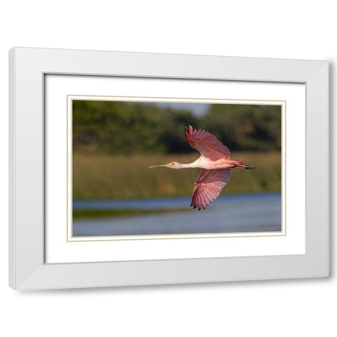 Roseate spoonbill flying-Stick Marsh-Florida White Modern Wood Framed Art Print with Double Matting by Jones, Adam