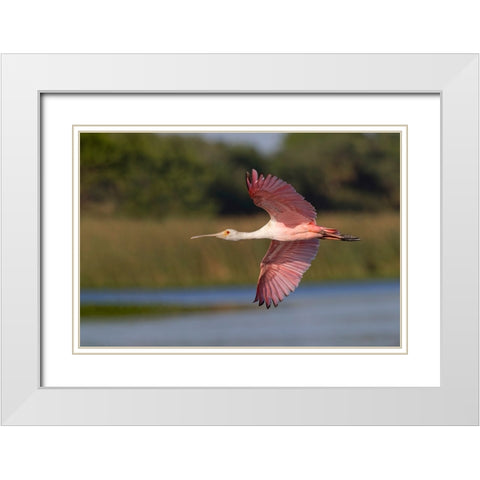 Roseate spoonbill flying-Stick Marsh-Florida White Modern Wood Framed Art Print with Double Matting by Jones, Adam
