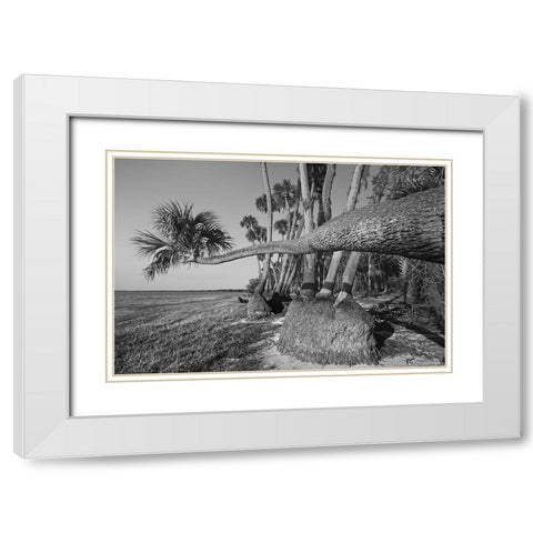 Sable palm tree along shoreline of Harney Lake at sunset-Florida White Modern Wood Framed Art Print with Double Matting by Jones, Adam