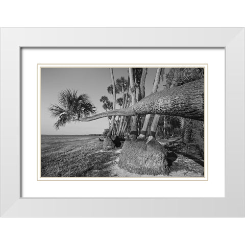 Sable palm tree along shoreline of Harney Lake at sunset-Florida White Modern Wood Framed Art Print with Double Matting by Jones, Adam