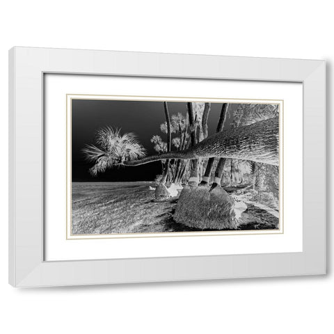 Sable palm tree along shoreline of Harney Lake at sunset-Florida White Modern Wood Framed Art Print with Double Matting by Jones, Adam