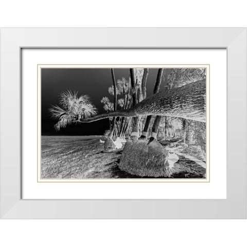 Sable palm tree along shoreline of Harney Lake at sunset-Florida White Modern Wood Framed Art Print with Double Matting by Jones, Adam