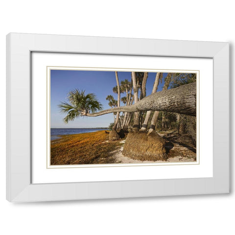 Sable palm tree along shoreline of Harney Lake at sunset-Florida White Modern Wood Framed Art Print with Double Matting by Jones, Adam
