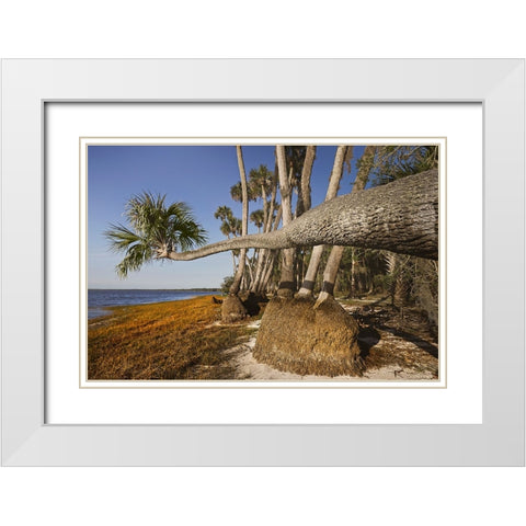 Sable palm tree along shoreline of Harney Lake at sunset-Florida White Modern Wood Framed Art Print with Double Matting by Jones, Adam