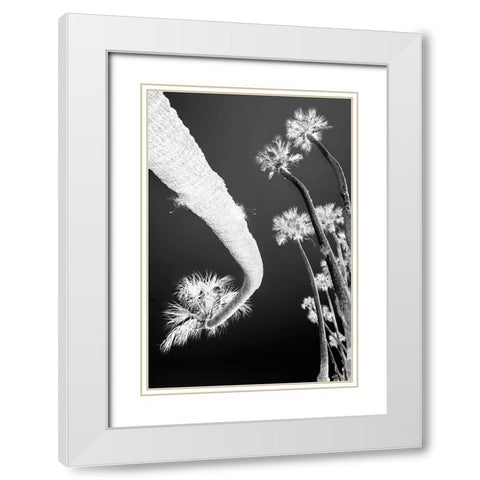 Sable palm tree along shoreline of Harney Lake at sunset-Florida White Modern Wood Framed Art Print with Double Matting by Jones, Adam