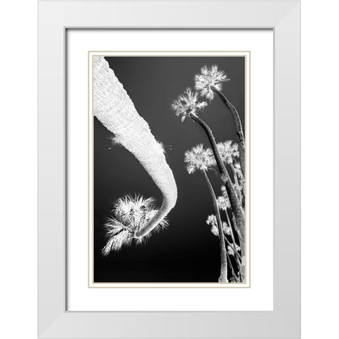 Sable palm tree along shoreline of Harney Lake at sunset-Florida White Modern Wood Framed Art Print with Double Matting by Jones, Adam