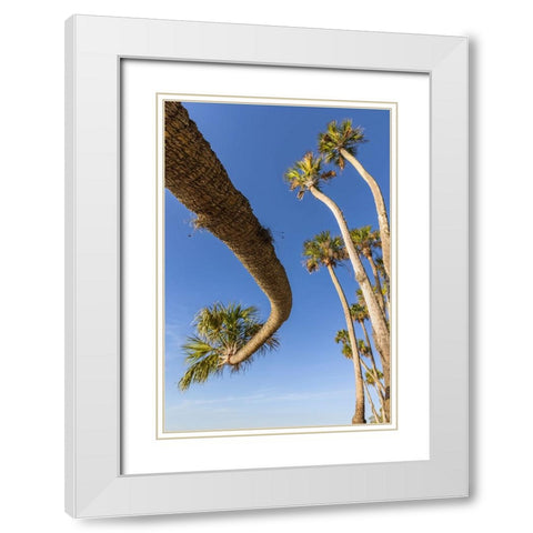 Sable palm tree along shoreline of Harney Lake at sunset-Florida White Modern Wood Framed Art Print with Double Matting by Jones, Adam