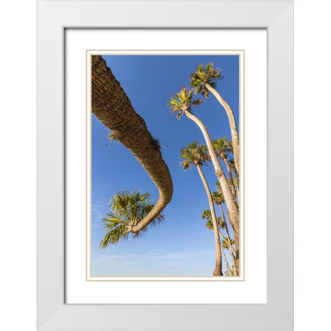Sable palm tree along shoreline of Harney Lake at sunset-Florida White Modern Wood Framed Art Print with Double Matting by Jones, Adam