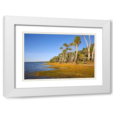 Sable palm tree trunks along shoreline of Harney Lake at sunset-Florida White Modern Wood Framed Art Print with Double Matting by Jones, Adam