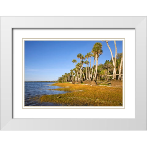Sable palm tree trunks along shoreline of Harney Lake at sunset-Florida White Modern Wood Framed Art Print with Double Matting by Jones, Adam