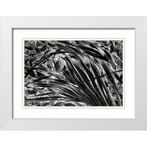 Sable palm frond on the ground in Black and white-Harney Lake-Florida White Modern Wood Framed Art Print with Double Matting by Jones, Adam
