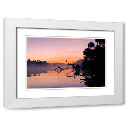 Predawn view of mist and fallen trees reflecting on blackwater area of St Johns River White Modern Wood Framed Art Print with Double Matting by Jones, Adam